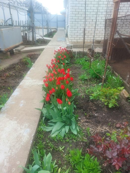 Продам рассаду малины