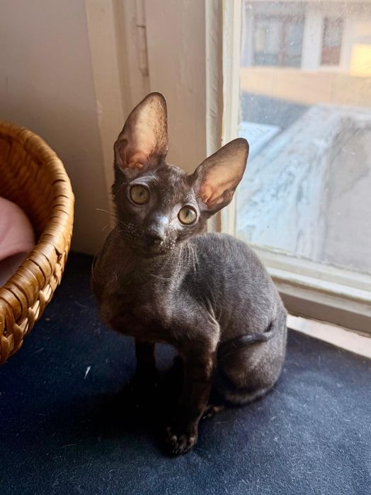 Motănel Cornish Rex