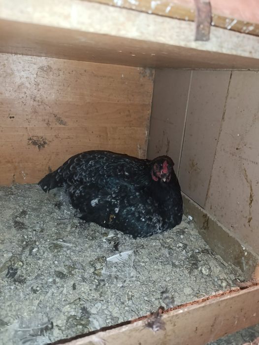 Жұмыртқа басатын тауық