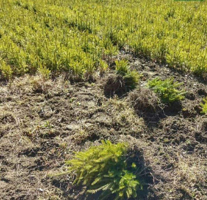 Vând puieți de plantare 40 bani