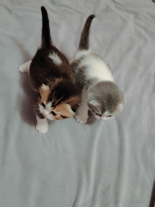 Котята Голубые , Золотые , Бикалоры