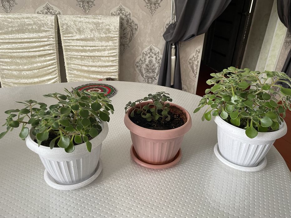 Продается цветы домашние