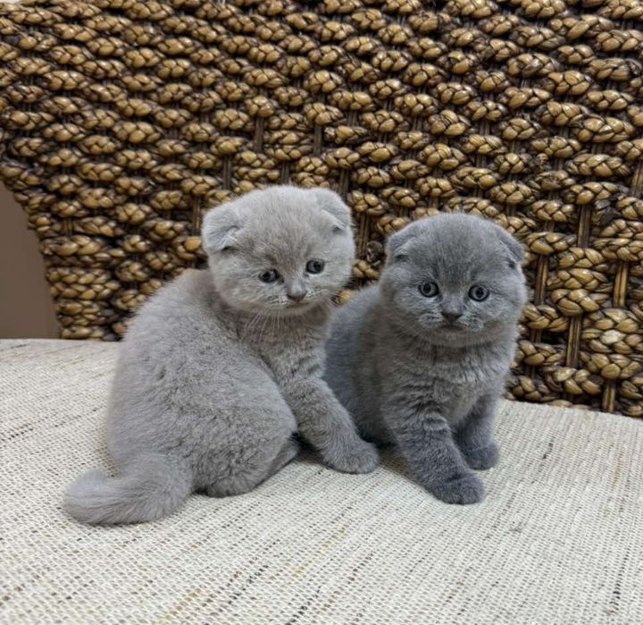 Шотландски клепоухи котета