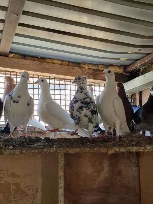 Голуби кармилки .