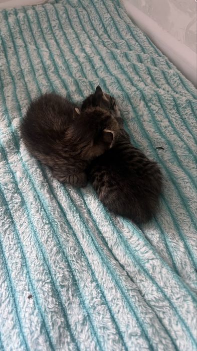 Котята веслоухие