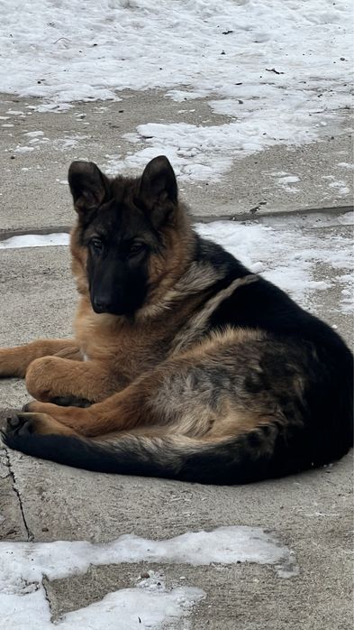 Продам щенка немецкой овчарки