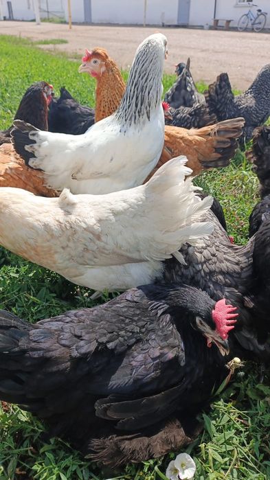 Продам курей несушки Даминанты