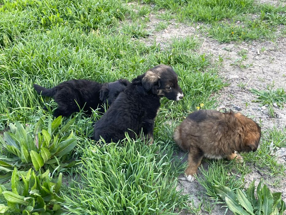 Щенки ( 2 девочек и один пацан)