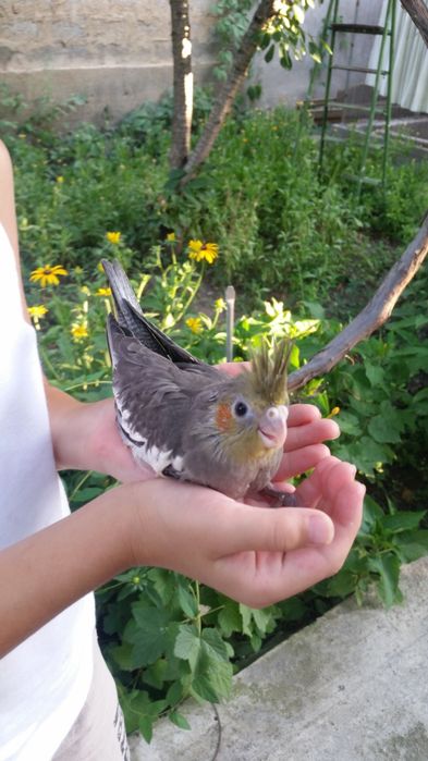 Продам ручных выкормышей корелл