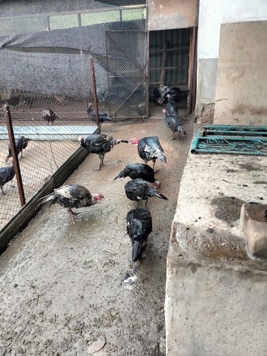 Индюки/түйетауық