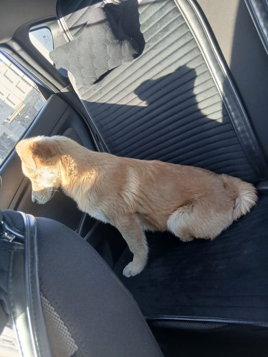 Щенок девочка 3 месяц