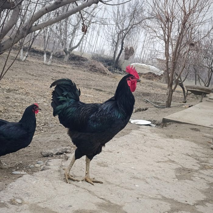 Гегант кора шахзода товуклари тухумлари сотилади.