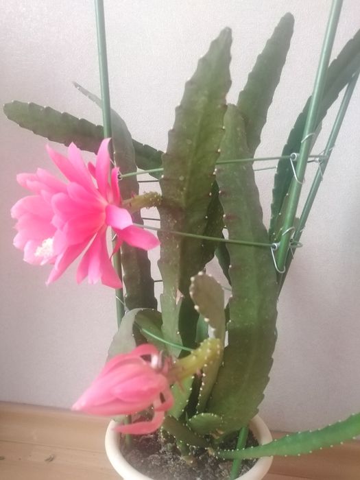 Продам цветок комнатный.