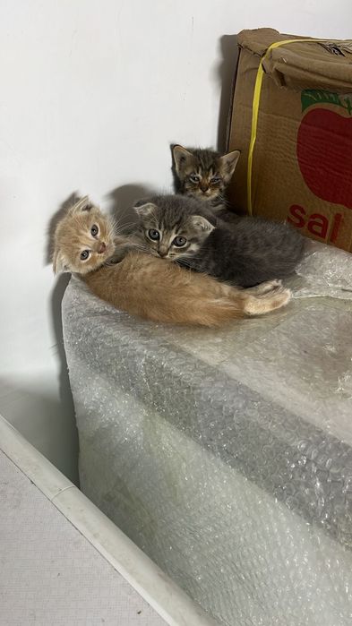 Котята вислоухий