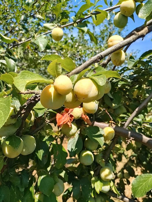 Продава се Земеделски имот в Севлиево -  кв.м за 26 €/дка - Снимка #9