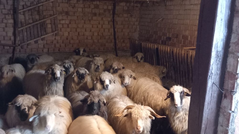 Vând oii cu miei și fără