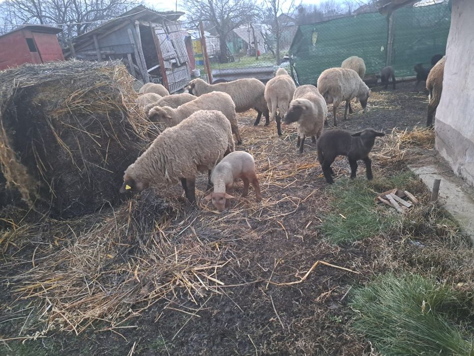 Oi carabasa romaneasca/Miei, oi carabase