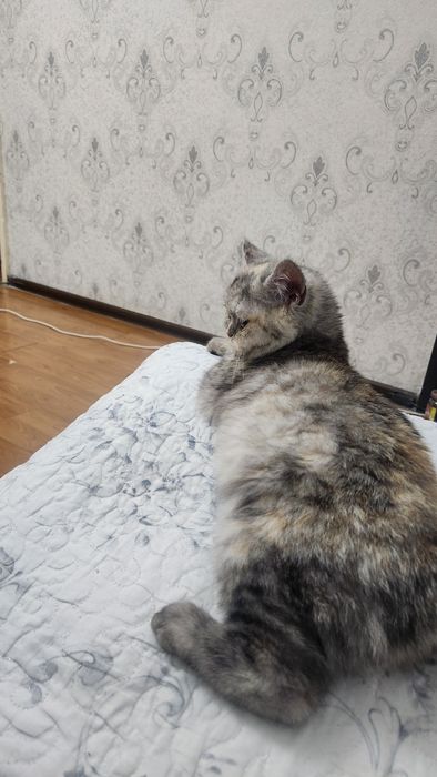 Бритиш короткошерстка