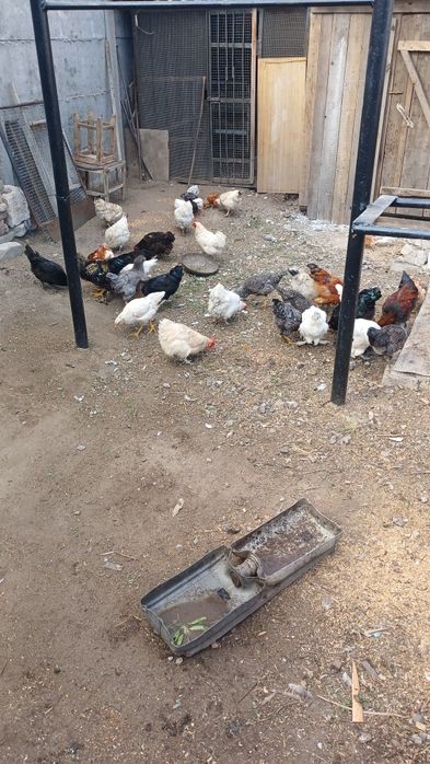 Продам домашних курей