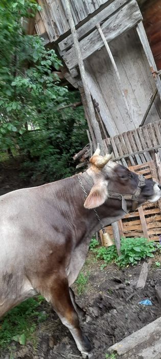 Vând vacă bruna de Maramureș
