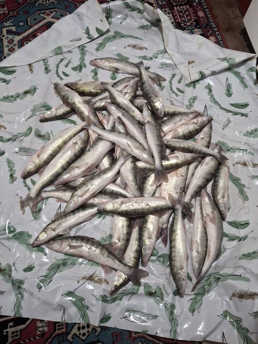 Судак бар саттыкта