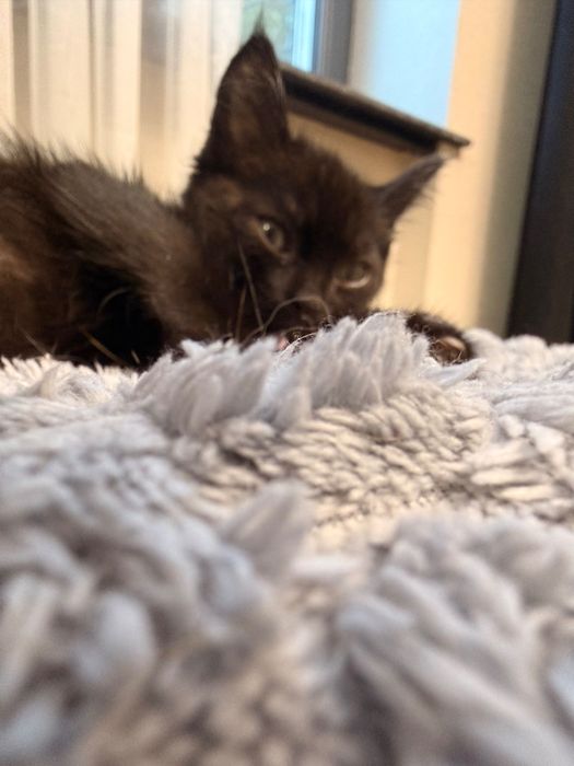 Котенок в добрые руки