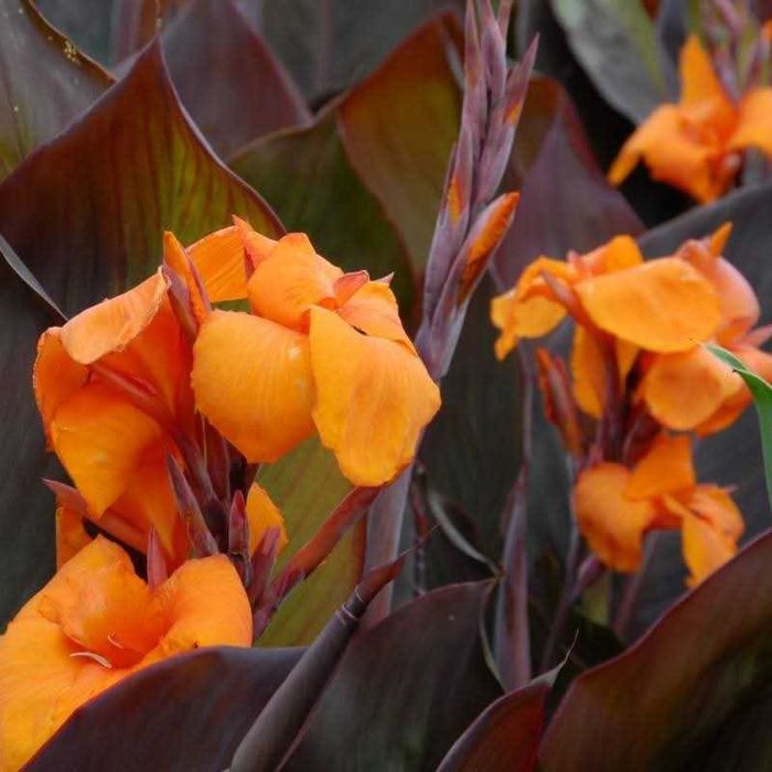 Vând rizomi canna indica