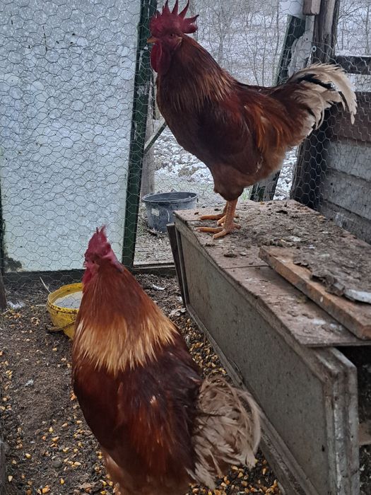 Cocoși bio crescuți cu cereale