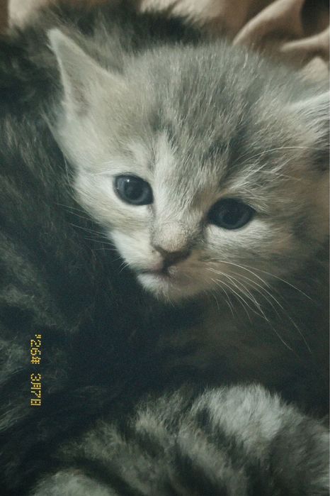 Продам котов !!!