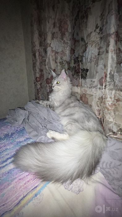 Передержка домашних животных