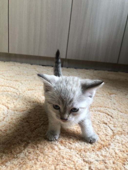 Породистые котята