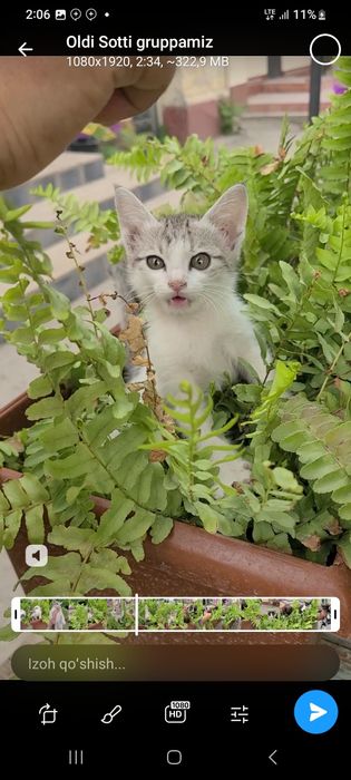 100 mingdan mushukchalar