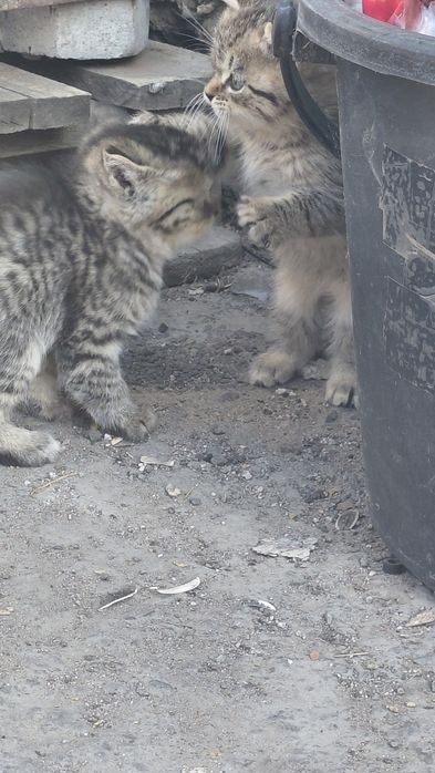 Отдам котят в хорошие руки