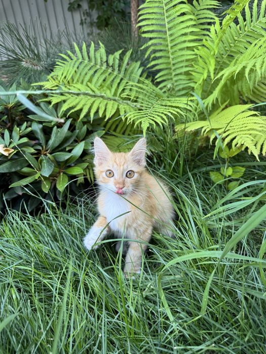Котёнок в добрые руки!