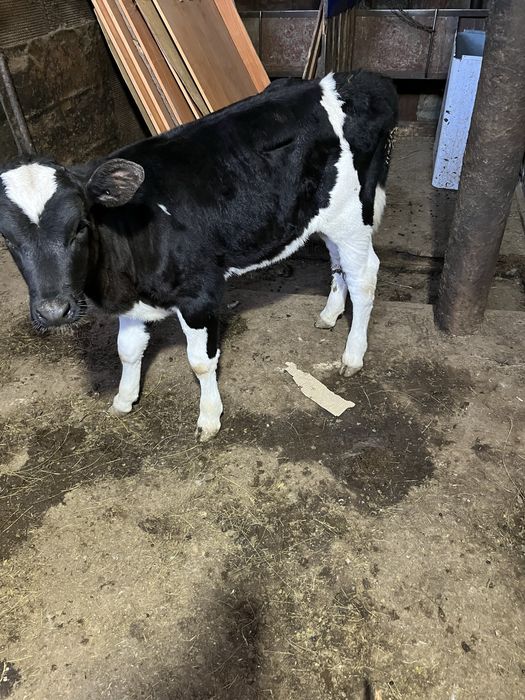 Бұзау сатамын ұрғашы  Продам теленка