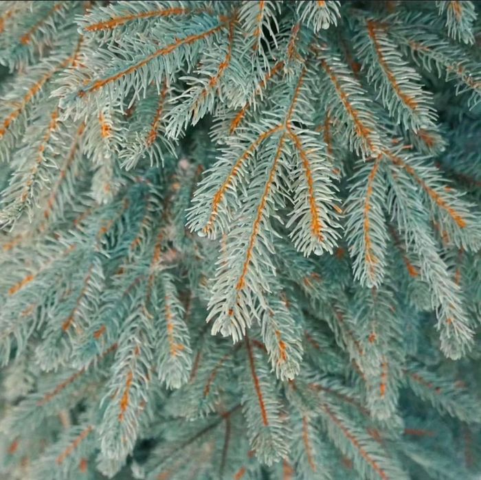 Продам литую ель