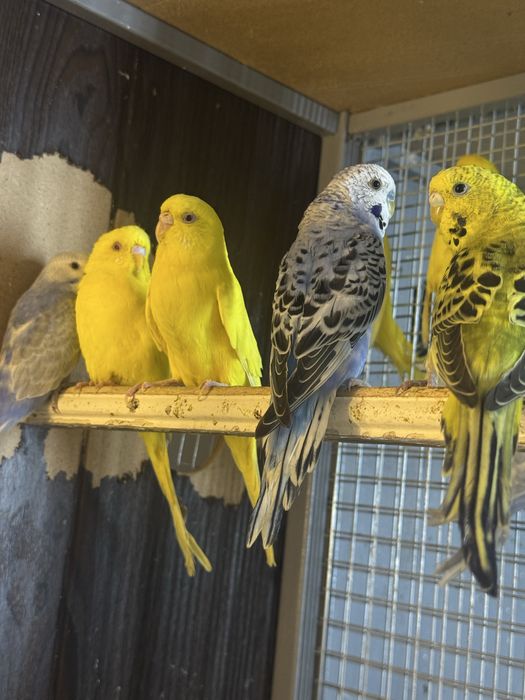 Тути кушла сотилади