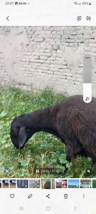 Кчкор парода хисори