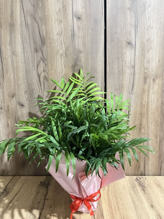 Цветы офисные комнатные