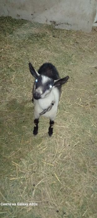 Альпи пиакөк еркек лақ