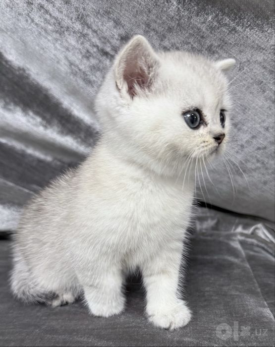 British Shorthair шиншилла