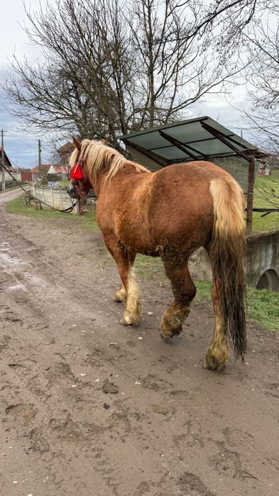 Vând mânz armăsar