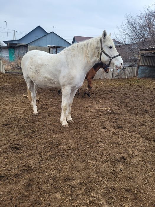 Жорга бие, кабыла.