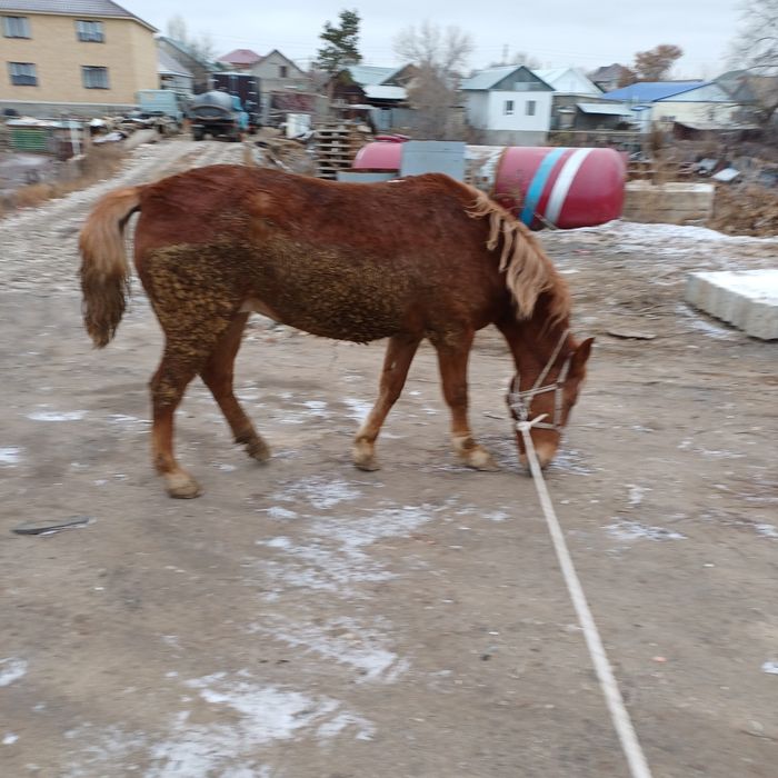 Продам лошадь,4года