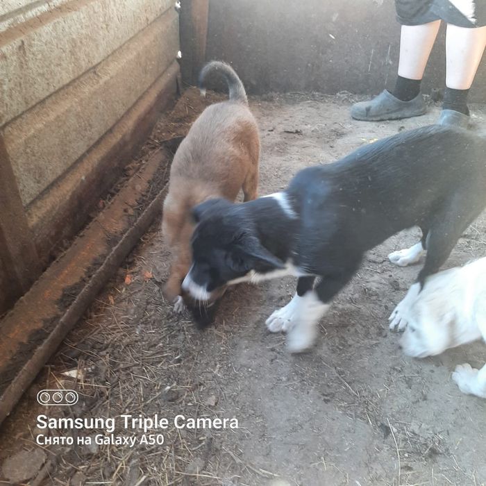 Отдам щенков звоночки