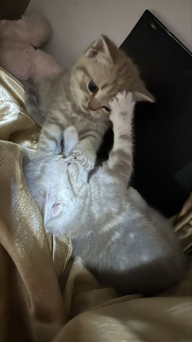 Котята шотландцы 30 марта др