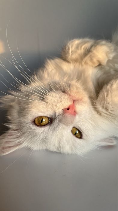 Отдам котика 1 год кастрирован турецкая ангора