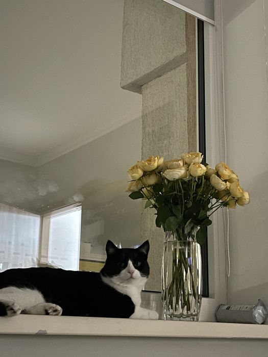 Отдадим кота бесплатно