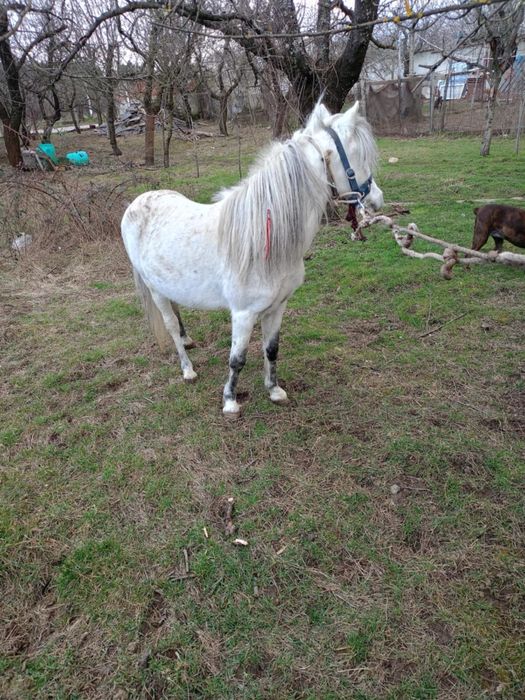 Мъжко шотландско пони
