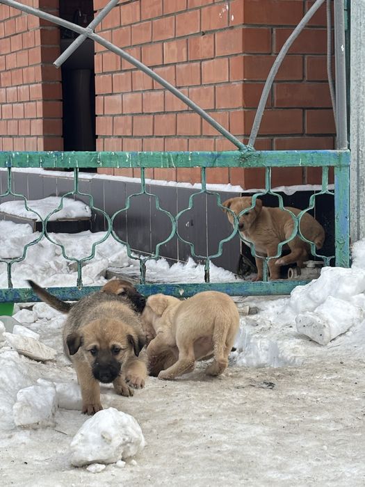 Отдадим щенков в добрые руки